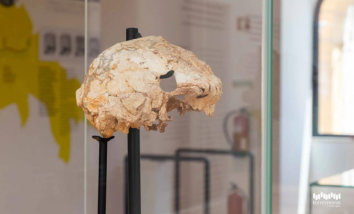 cranio-mais-antigo-de-portugal-e-exposto-ao-mundo-pela-primeira-vez